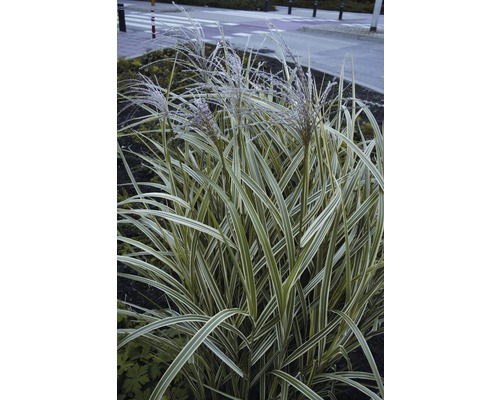 Roseau de Chine à rayures blanches FloraSelf Miscanthus sinensis 'Variegatus' h 10-80 cm Co 3 l