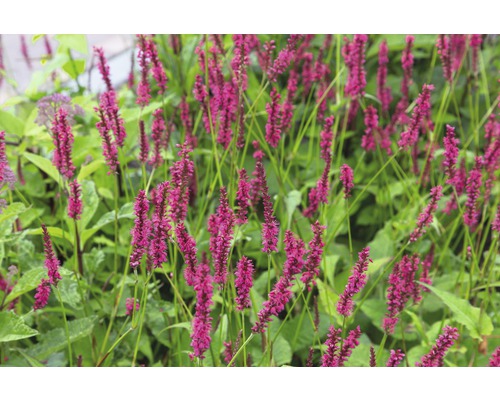 Persicaire FloraSelf Bistorta amplexicaulis (anciennement Persicaria amplexicaulis) h 5-40 cm Co 0,5 l