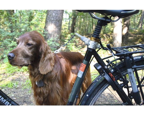 Fahrrad mit Hundehalterung und einem Irischen Setter im Wald.