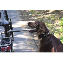 Ein brauner Hund mit Hundeleine wird neben einem Fahrrad geführt.