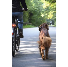 Fahrradfahrer mit Hund an der Leine auf der Strasse.