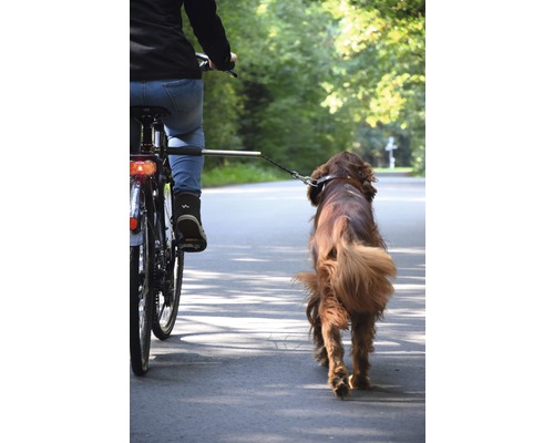 Fahrradfahrer mit Hund an der Leine auf der Strasse.