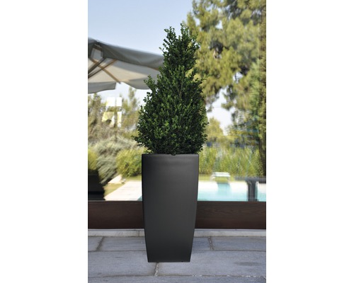 Buis conique dans un bac à plantes