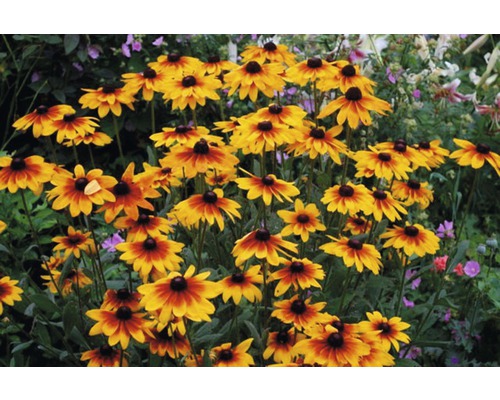 Champ de fleurs de Rudbeckia dans le jardin.