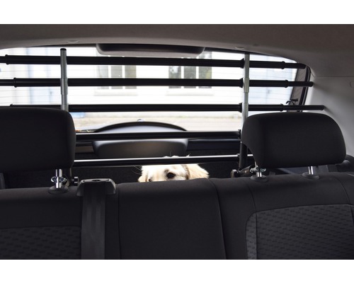 Grille pour chien dans une voiture avec un chien dans le coffre