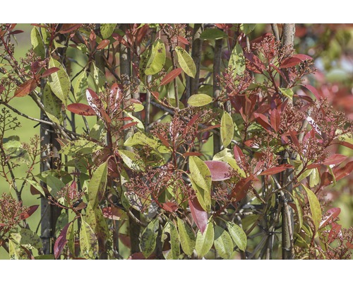 Diff. variétés de Photinie espalier FloraSelf Photinia x fraseri h110 x l50 cm Co 18 l, sélection aléatoire de variétés