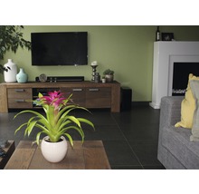 Bromelie FloraSelf Guzmania x Hybride 'Deseo Pink' H 45x55 cm Ø 12 cm Topf