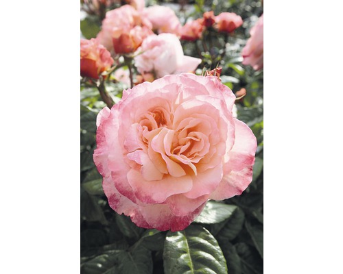 Nahaufnahme einer hellen Rose im Garten