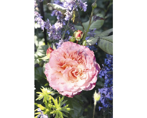Rosier à grandes fleurs roses Tantau rose 'Augusta Luise®' 20-70 cm