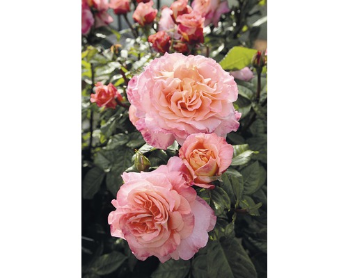 Nahaufnahme einer blühenden Rose im Garten