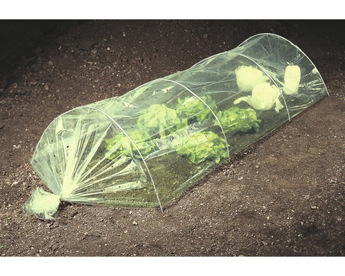 Petite serre au-dessus de plants de salade dans le jardin