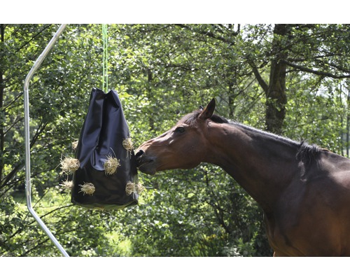 Cheval mangeant du foin dans un filet à foin fixé à un cadre
