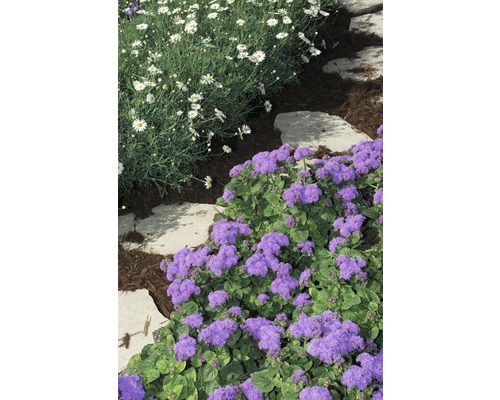 Aménagement paysager de jardin avec des marguerites et des aubriètes le long d''un chemin de pierre