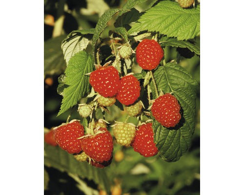 Himbeeren am Strauch mit grünen Blättern
