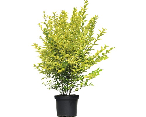 Gold Liguster 'Ligustrum ovalifolium Aureum' Co 5 60-100 cm