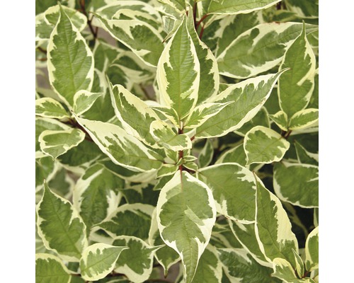 Cornouiller blanc multicolore FloraSelf Cornus alba 'Ivory Halo'® h 80-100 cm Co 10 l Cornouiller blanc multicolore FloraSelf Cornus alba 'Ivory Halo'® h 80-100 cm Co 10 l