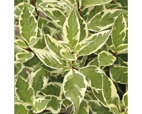 Cornouiller blanc multicolore FloraSelf Cornus alba 'Ivory Halo'® h 80-100 cm Co 10 l