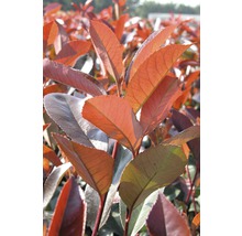 Photinia haie avec feuilles