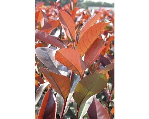 Photinia Hecke mit Blättern
