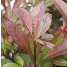 Photinia persistant avec des feuilles rouges et vertes.
