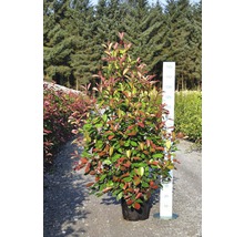 Photinia en pot, une plante à feuilles persistantes pour le jardin