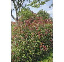 Photinia Fraseri Red Robin dans le jardin