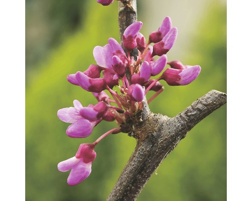 Nahaufnahme von Judasbaumblüten an einem Ast