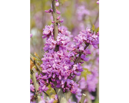 Blüten des Judasbaums