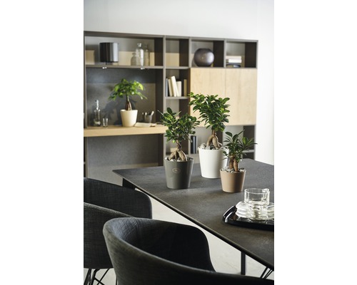 Intérieur avec table et trois plantes Ficus Ginseng en pot