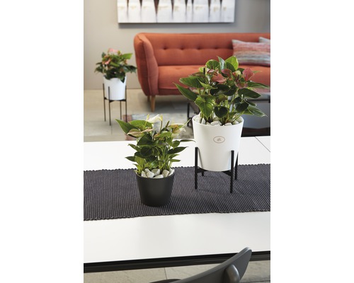 Plantes d''intérieur décoratives en pot sur une table dans un salon