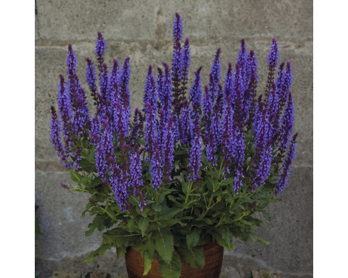 Plant de sauge en pot