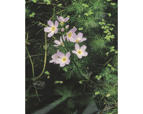 Wasserfeder FloraSelf Hottonia palustris H 10-20 cm Co 1 L