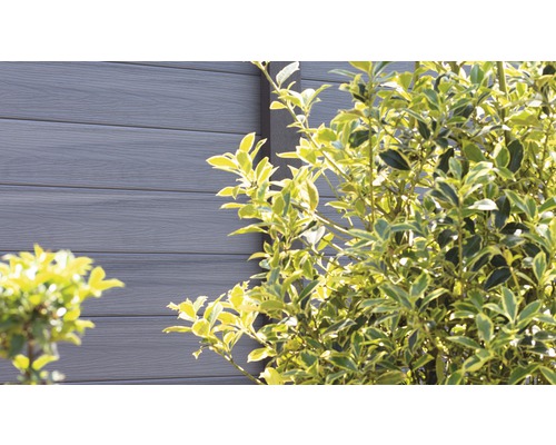 Clôture en WPC avec arbuste dans le jardin