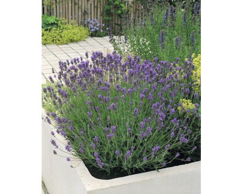 Lavendel FloraSelf Lavandula angustifolia \'Munstead\' H 20-30 cm Co 5 L -  HORNBACH