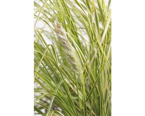 Gelblaubiges Pampasgras FloraSelf Cortaderia selloana 'Golden Fantasy' H 20-80 cm Co 3 L