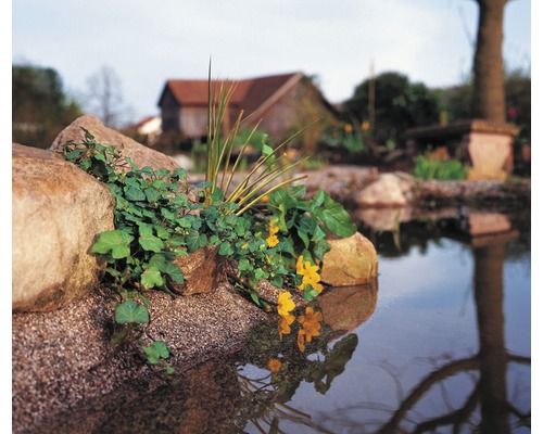 Bassin avec pierres et plantes dans le jardin