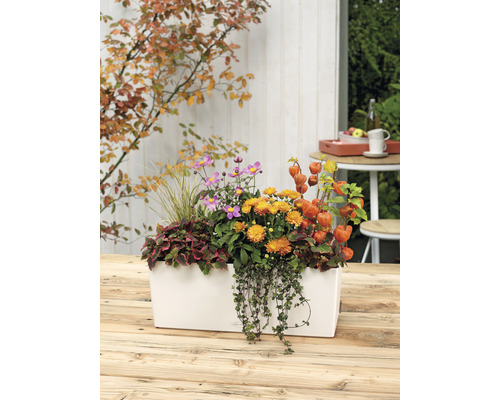 Jardinière avec fleurs d''automne sur une table en bois