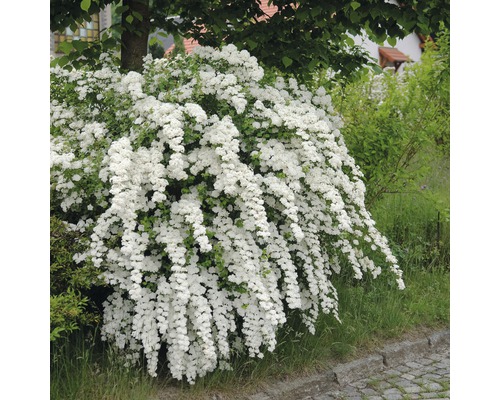 Spirée à bouquet arbuste avec des fleurs blanches