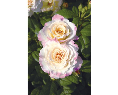 Rosier à grandes fleurs Roses Tantau Rose 'Aquarell®' 20-70 cm