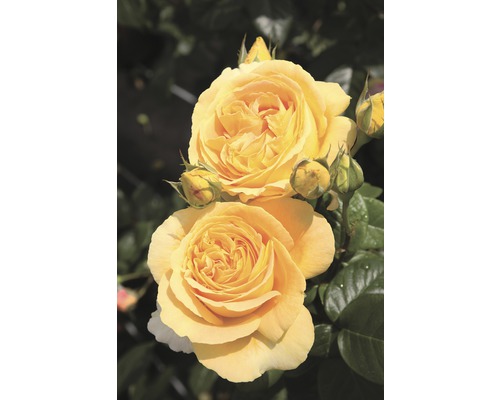 Rosier à grandes fleurs Roses Tantau Rose 'Candlelight®' 20-70 cm