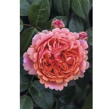 Edelrose FloraSelf® Rosa 'Chippendale®' 20-70 cm-thumb-0