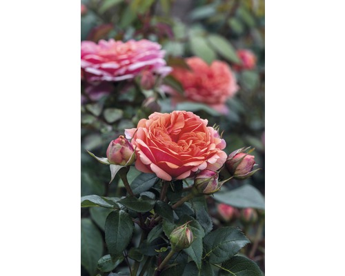 Nahaufnahme einer orangefarbenen Rose mit Blütenknospen