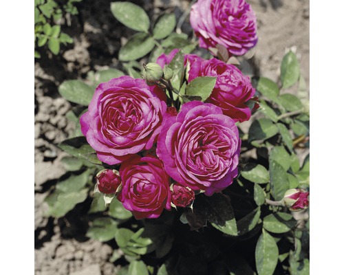 Nahaufnahme einer blühenden, violetten Rose mit grünen Blättern