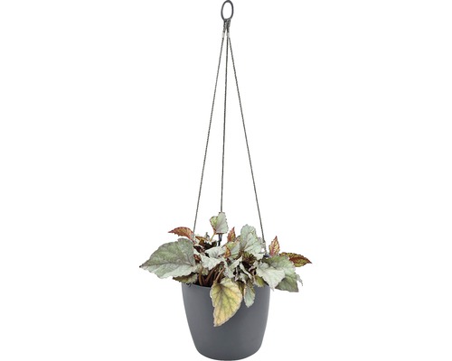 Plante suspendue avec bégonia dans un pot