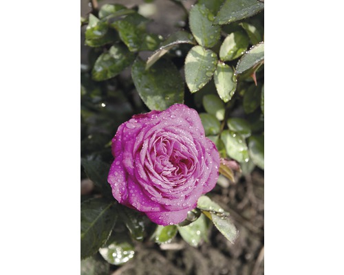 Nahaufnahme einer rosa Rose mit Wassertropfen im Garten.