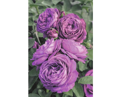 Rosier pour parterres Roses Tantau Rose 'Heidi Klum®' 20-70 cm