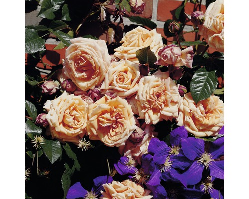 Kletterrose FloraSelf® Rosa 'Barock®' 20-70 cm