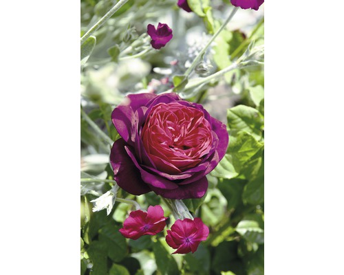 Rosier buisson Roses Tantau Rose 'Astrid Gräfin von Hardenberg®' 20-70 cm