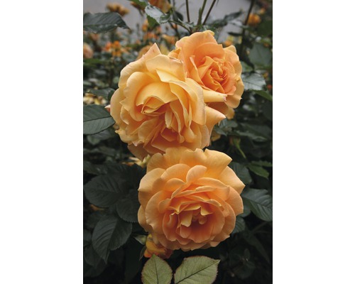 Rosier pour parterres FloraSelf® Rose 'Goldelse®' 20-70 cm