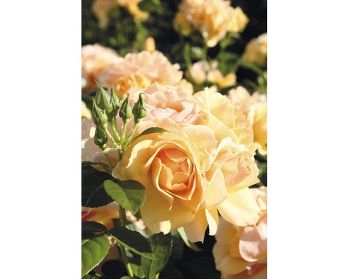 Rosier pour parterres Roses Tantau Rose 'Hansestadt Rostock®' 20-70 cm